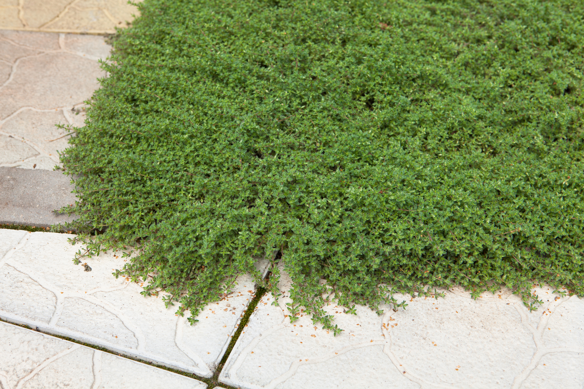 Dense green ground cover spreading between light-colored stone pavers