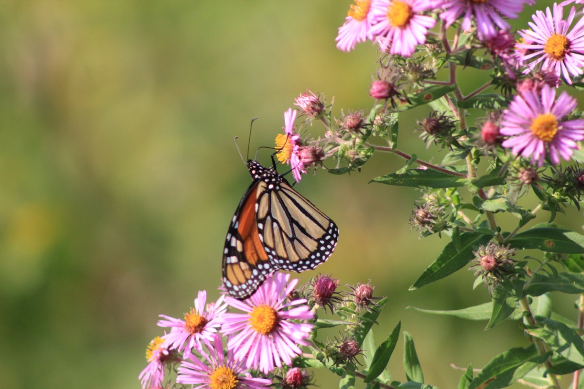 Monarch butterfly perched on pink asters in a sunlit garden