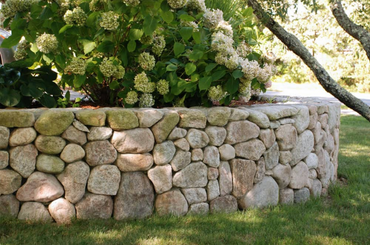 Stone wall bordered by hydrangea bushes in lush garden setting