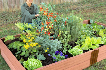 Gardener tends vibrant raised bed with tomatoes, herbs, and leafy green vegetables