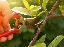 Pruning shears cutting a tree branch with green leaves in the background