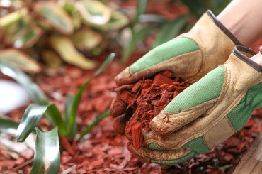 Gloved hands spreading red mulch around garden plants
