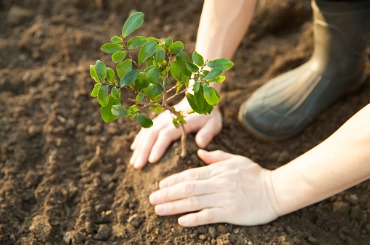 Hands planting a small green seedling in dark soil, nurturing new life