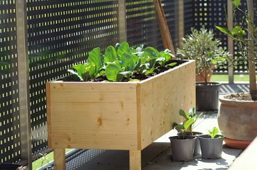 Wooden raised garden bed with green plants on urban balcony or patio