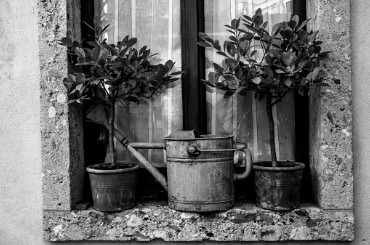 Black and white image of potted plants and watering can on windowsill