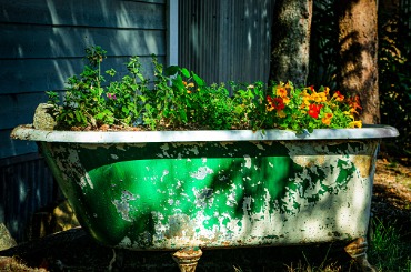 Vintage bathtub repurposed as a colorful garden planter with red and green plants