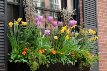 Colorful window box with yellow daffodils, purple tulips, and orange flowers