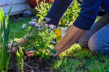 Gardener planting purple flowers in a sunny garden bed