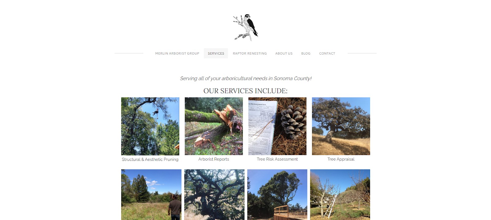 Merlin Arborist Group website showcasing tree services in Sonoma County