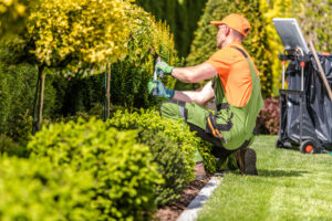 Gardener in orange shirt trimming hedges with professional landscaping equipment