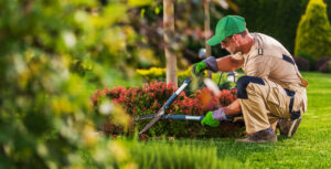 Gardener in green cap trimming lawn with professional landscaping equipment