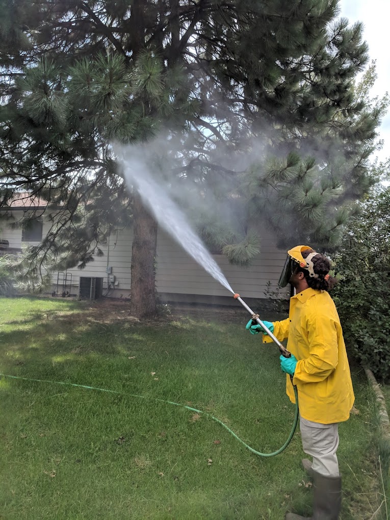 Person in yellow raincoat spraying water from hose near pine trees