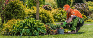 Gardener in orange shirt working on landscaping near colorful garden plants