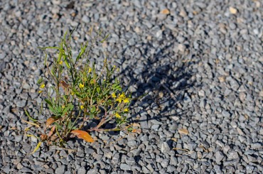 Small green plant growing through rocky gravel with long shadow
