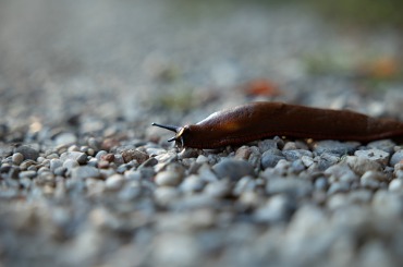 Brown slug crawling slowly across small gray pebbles and stones