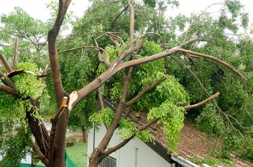 Large tree with twisted branches and green leaves after storm damage