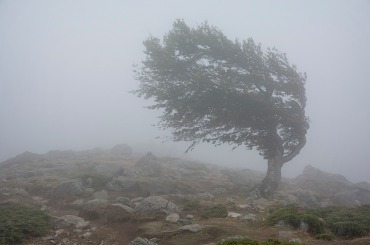 Lone windswept tree on rocky terrain shrouded in dense fog