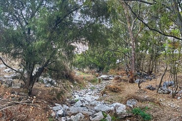 Rocky stream winding through dense trees in rocky woodland landscape