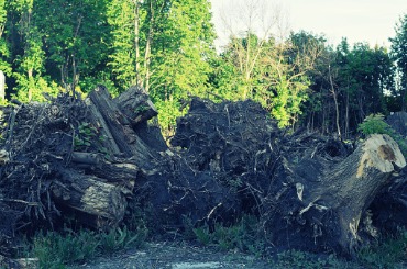 Uprooted trees and massive roots in a forest clearing