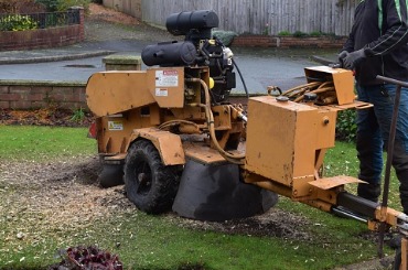 Yellow stump grinder machine working on removing tree stump in yard