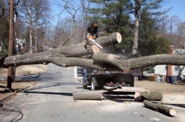 Chainsaw cutting large fallen tree on suburban street during daytime