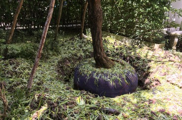 Large dark tire surrounded by green plants and trees in forest area