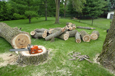 Fallen tree logs and chainsaw on grass near standing trees in yard