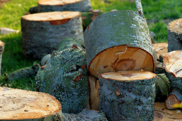 Freshly cut tree logs with moss, stacked on grassy ground