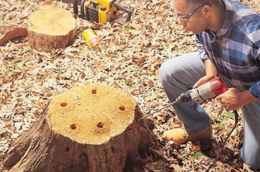 Person drilling holes in tree stump surrounded by woodchips