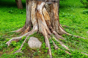 Old tree stump with exposed roots on mossy green ground