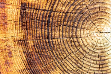 Close-up of tree trunk cross-section showing detailed annual growth rings