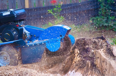 Blue stump grinder grinding wood chips and debris in motion