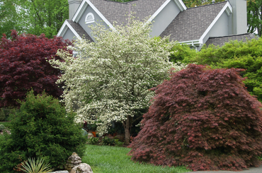 Flowering dogwood tree with red Japanese maples in residential landscape