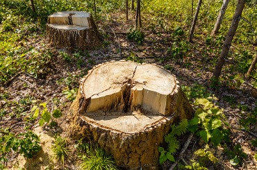Two tree stumps in a forest clearing with green foliage around