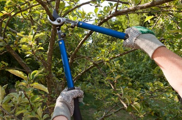 Pruning tree branches with blue-handled loppers in a leafy garden