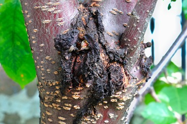 Damaged tree bark with black burned or diseased area and green leaves