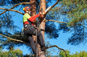 Arborist in safety gear climbing and pruning a tall tree against blue sky