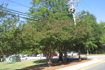 Trees and power lines alongside suburban street with parked cars