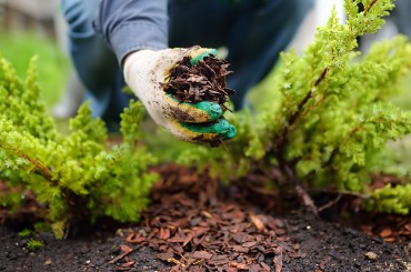 Gloved hand planting green seedling in rich soil surrounded by moss