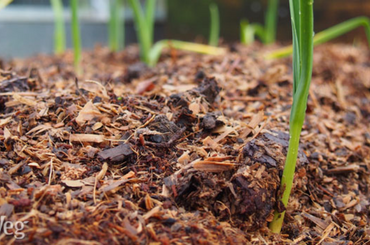 Green sprout emerging from rich, textured mulch or compost soil