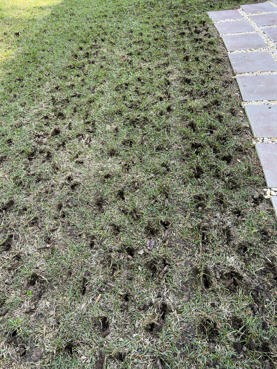 Damaged lawn with multiple holes and bare patches next to stone pathway