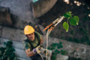 Worker in yellow hard hat pruning branches with long-handled tree trimmer