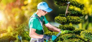 Gardener trimming topiary shrub with electric hedge clippers in sunlight