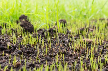 Young green grass sprouts emerging from dark soil, showing early growth stage