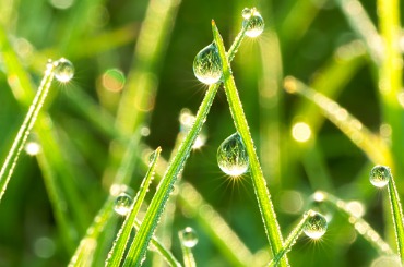 Dew drops glistening on bright green grass blades in morning sunlight