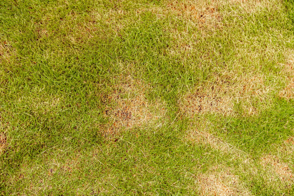 Patchy lawn with green and brown grass showing uneven growth