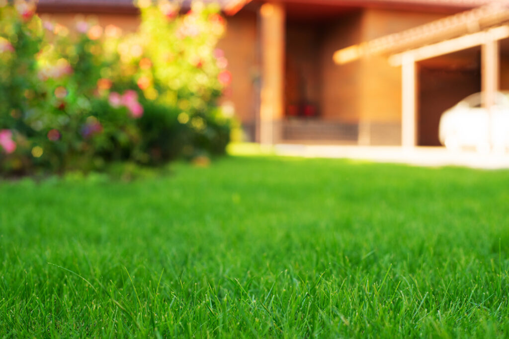 Lush green lawn with flowering bushes and house in background