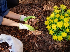 Gardener in green gloves planting yellow flowers in mulched garden bed