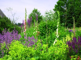 Purple and green wildflowers blooming in a lush summer forest clearing