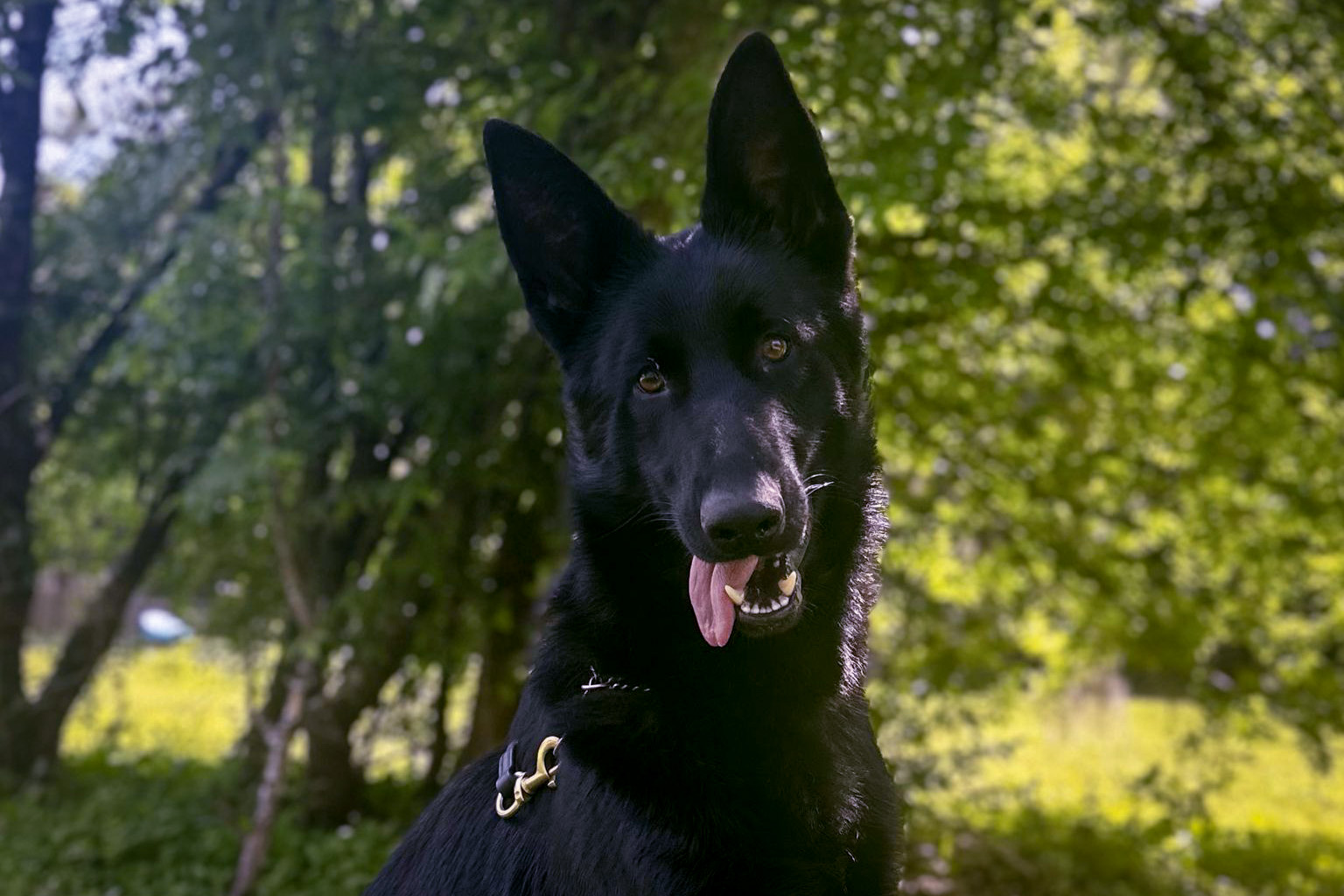 Sparky the service dog